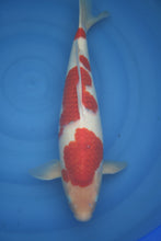 Laden Sie das Bild in den Galerie-Viewer, Izumiya HQ Koromo Nisai 47 cm weiblich