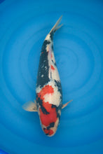 Laden Sie das Bild in den Galerie-Viewer, Isa Showa Nisai