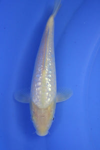 Tosai Big Scale Ginrin Karashigoi
