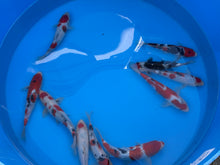 Laden Sie das Bild in den Galerie-Viewer, HQ Gosanke Tosai Mix Ooya Koi Farm