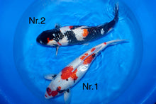 Laden Sie das Bild in den Galerie-Viewer, Shinoda Ginrin Showa Sansai weiblich