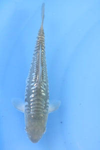 Tosai Ginrin Big Scale Doits Soragoi