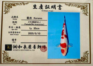 Izumiya VHQ Koromo Tosai