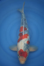 Laden Sie das Bild in den Galerie-Viewer, Dainichi Showa Nisai 45 cm