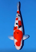 Laden Sie das Bild in den Galerie-Viewer, Momotaro VHQ Sanke Nisai 55cm weiblich