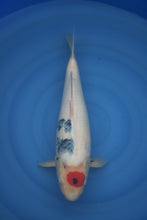 Laden Sie das Bild in den Galerie-Viewer, Dainichi Tancho Showa Nisai 45 cm