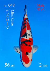 Sakai Fish Farm VHQ Sanke Nisai 56 cm