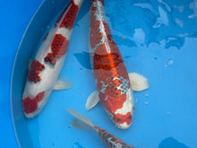 Laden Sie das Bild in den Galerie-Viewer, Hosokai Nisai Mix