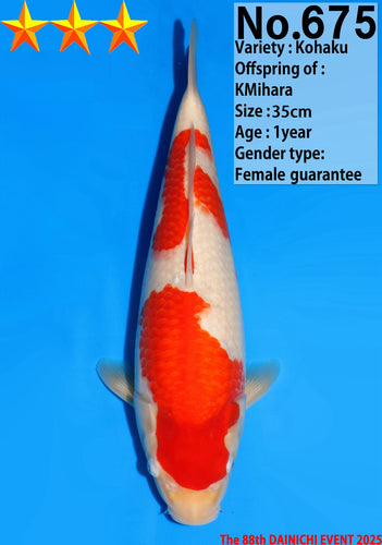 Dainichi Kohaku Tosai