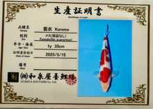 Laden Sie das Bild in den Galerie-Viewer, Izumiya HQ Koromo Nisai 47 cm weiblich