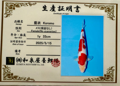 Izumiya HQ Koromo Nisai 47 cm