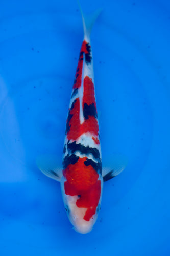Tosai Showa Ooya Koi Farm