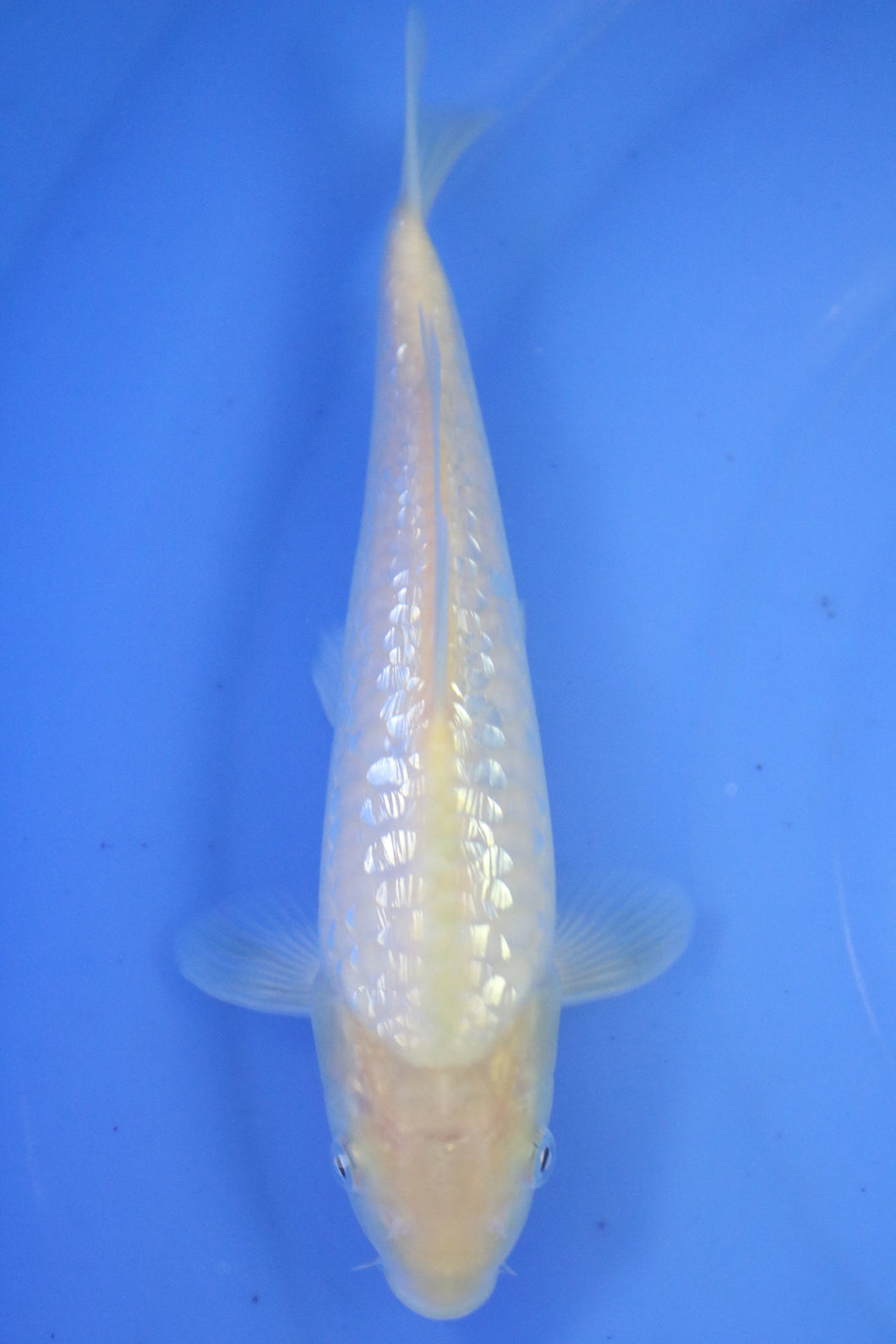 Tosai Big Scale Ginrin Karashigoi