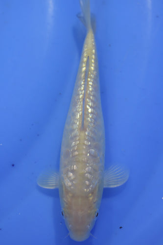 Tosai Big Scale Ginrin Doits Karashi-Chagoi