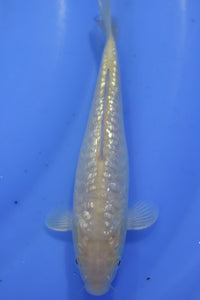Tosai Big Scale Ginrin Doits Karashi-Chagoi