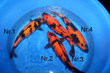 Laden Sie das Bild in den Galerie-Viewer, Shinoda Hi Utsuri Nisai