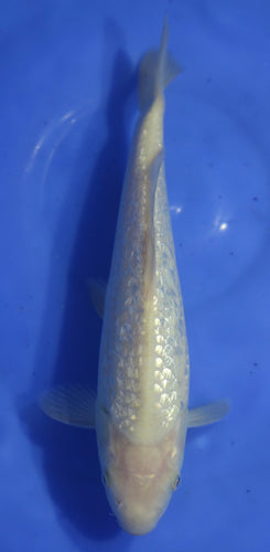 Tosai Ginrin Karashigoi