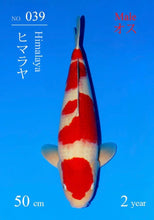 Laden Sie das Bild in den Galerie-Viewer, Sakai FF Kohaku Nisai 50 cm