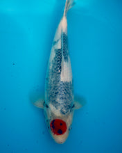 Laden Sie das Bild in den Galerie-Viewer, Tosai Tancho Showa Isa Koi Farm