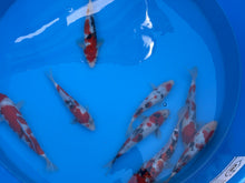 Laden Sie das Bild in den Galerie-Viewer, HQ Gosanke Tosai Mix Ooya Koi Farm