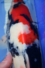 Laden Sie das Bild in den Galerie-Viewer, Isa Showa Nisai