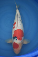 Laden Sie das Bild in den Galerie-Viewer, Dainichi Sanke Nisai 52 cm weiblich