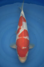 Laden Sie das Bild in den Galerie-Viewer, Dainichi Kohaku Nisai weiblich