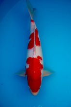Laden Sie das Bild in den Galerie-Viewer, Dainichi Kohaku Nisai