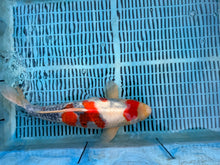 Laden Sie das Bild in den Galerie-Viewer, Dainichi Showa Nisai