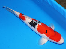 Laden Sie das Bild in den Galerie-Viewer, Tamaura Koi Farm VHQ Sanke 68cm weiblich Sansai