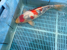 Laden Sie das Bild in den Galerie-Viewer, Dainichi Showa Nisai