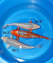 Laden Sie das Bild in den Galerie-Viewer, Oya Koi Farm HQ Asagi Nisai weiblich