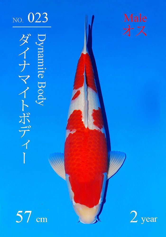 Sakai Fish Farm VHQ Kohaku 57 cm