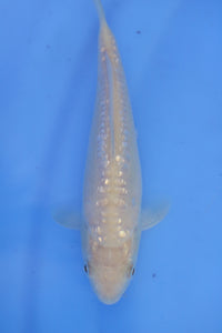 Tosai Big Scale Ginrin Doits Karashigoi