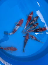 Laden Sie das Bild in den Galerie-Viewer, HQ Gosanke Tosai Mix Ooya Koi Farm