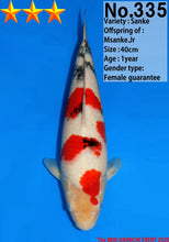 Laden Sie das Bild in den Galerie-Viewer, Dainichi Sanke Nisai 51 cm weiblich