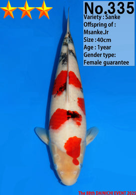 Dainichi Sanke Nisai 50 cm