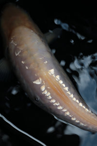 Tosai Ginrin Big Scale Doits Karashigoi