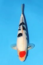 Laden Sie das Bild in den Galerie-Viewer, Momotaro VHQ Tancho Sanke Tosai