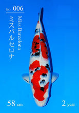 Laden Sie das Bild in den Galerie-Viewer, Sakai Fish Farm VHQ Sanke Sansai