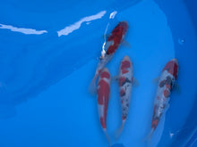 Laden Sie das Bild in den Galerie-Viewer, HQ Gosanke Tosai Mix Ooya Koi Farm