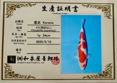 Izumiya HQ Koromo Nisai