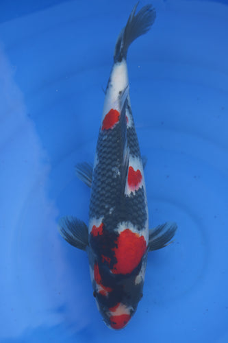 Tosai Showa Isa Koi Farm