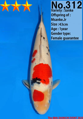 Dainichi Sanke Nisai 51 cm