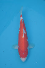 Laden Sie das Bild in den Galerie-Viewer, Dainichi Toyota Kohaku Tosai 35 cm