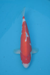 Dainichi Toyota Kohaku Tosai 35 cm