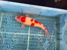 Laden Sie das Bild in den Galerie-Viewer, Izumiya VHQ Koromo Tosai