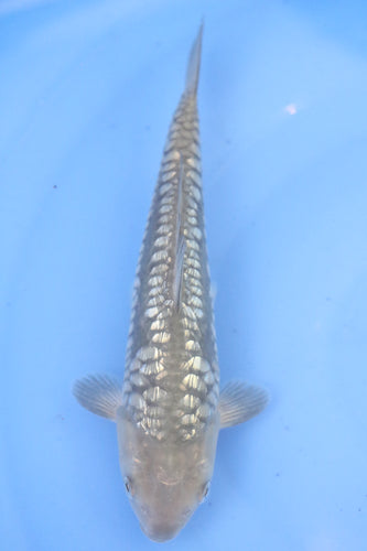 Tosai Ginrin Big Scale Doits Soragoi