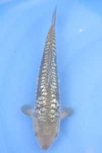 Tosai Ginrin Big Scale Doits Soragoi