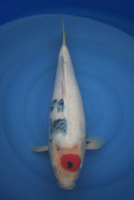 Laden Sie das Bild in den Galerie-Viewer, Dainichi Tancho Showa Nisai 45 cm